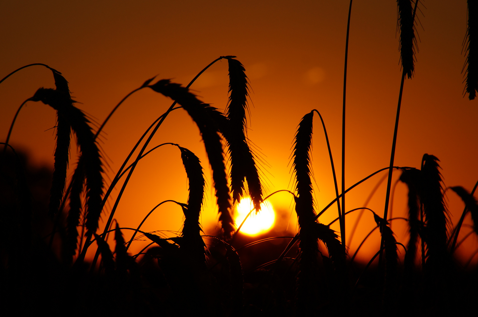 Sonnenuntergang im Feld