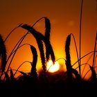 Sonnenuntergang im Feld