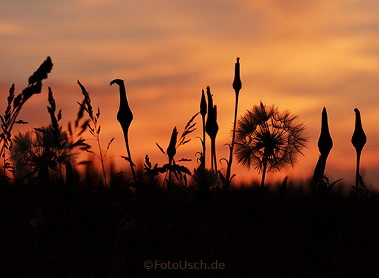 Sonnenuntergang im Feld