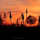 Sonnenuntergang im Feld