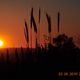 sonnenuntergang im feld