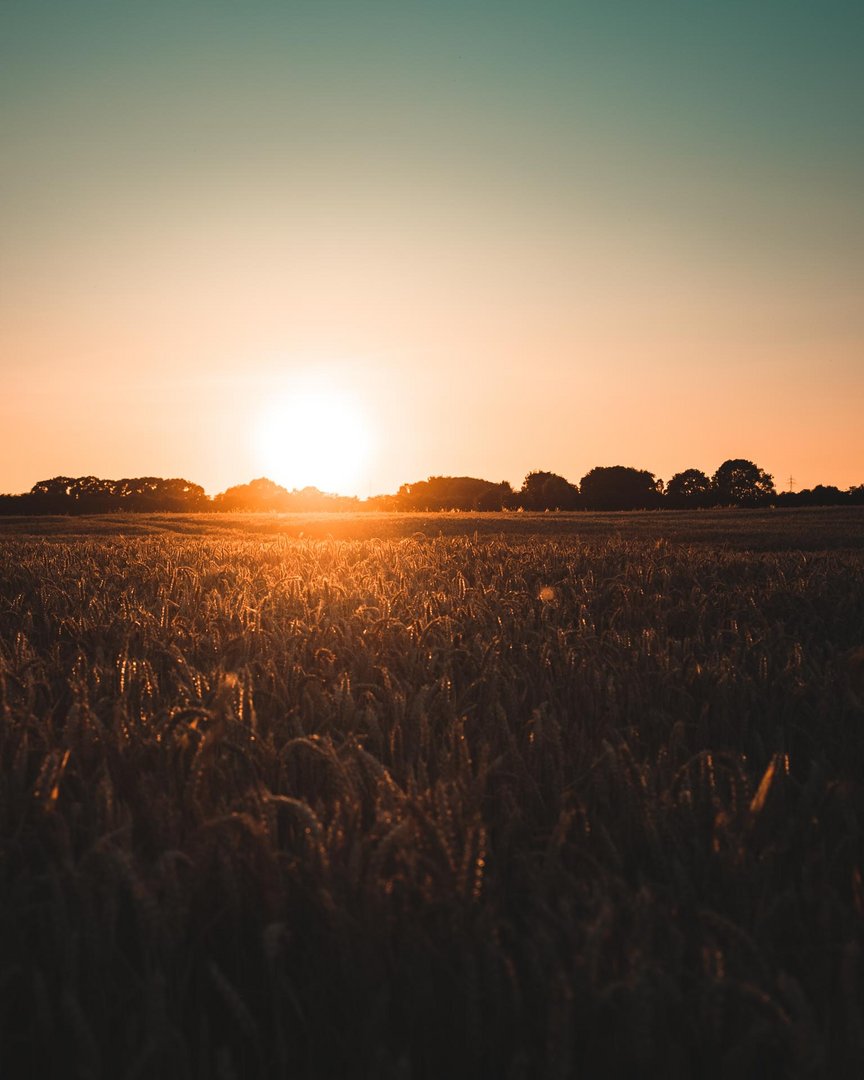 Sonnenuntergang im Feld