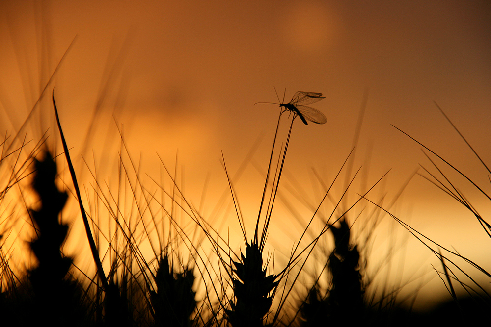 Sonnenuntergang im Feld