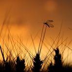 Sonnenuntergang im Feld