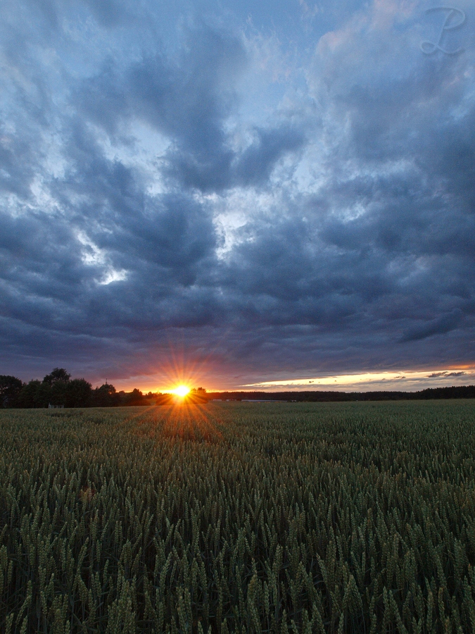 Sonnenuntergang im Feld