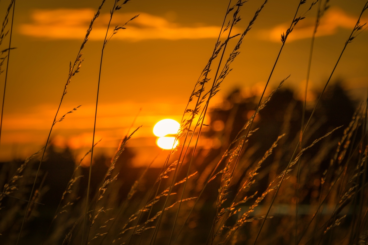 Sonnenuntergang im Feld