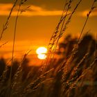 Sonnenuntergang im Feld