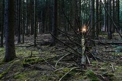 Sonnenuntergang im Fichtenwald