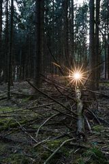 Sonnenuntergang im Fichtenwald