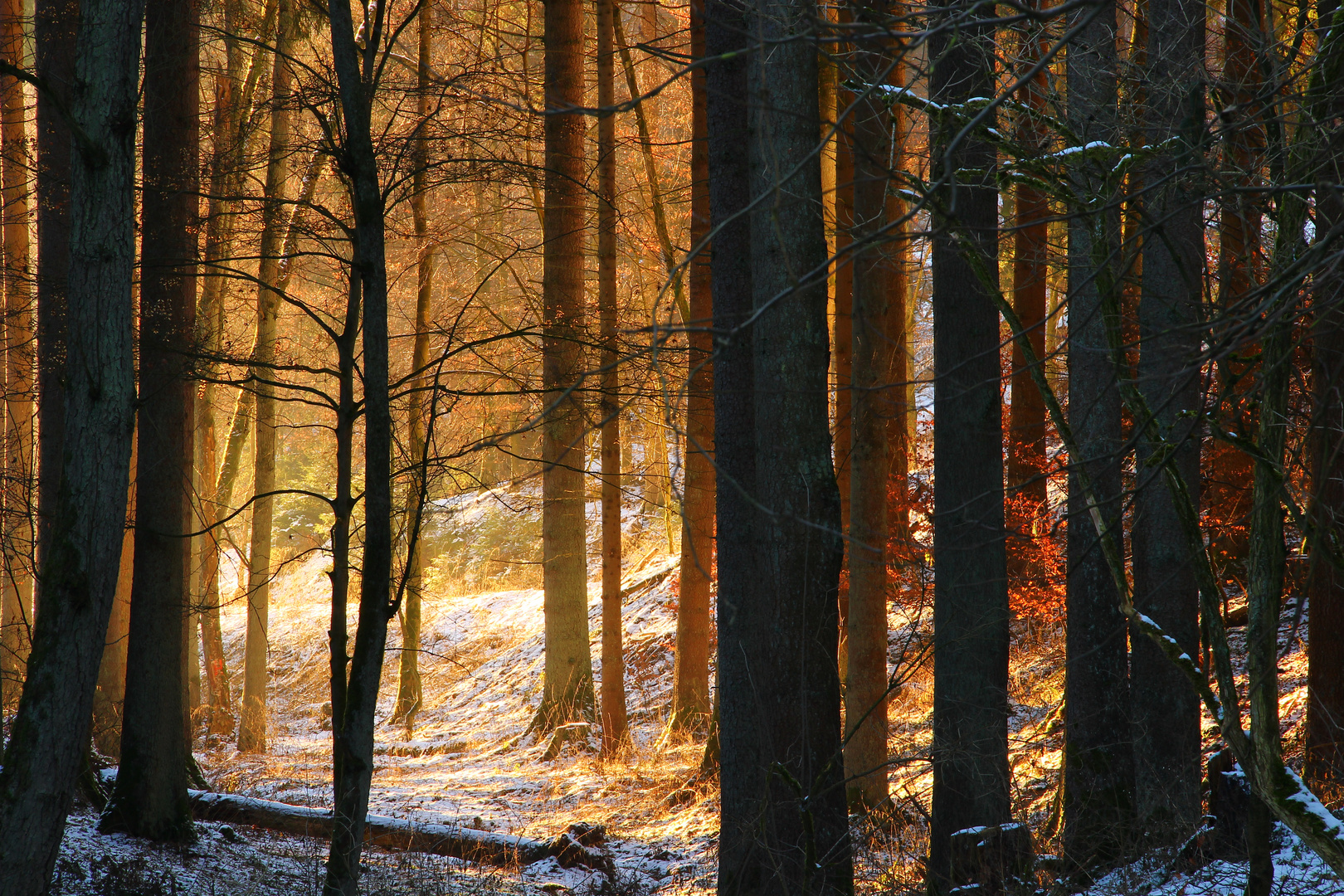 Sonnenuntergang im Fichtenwald