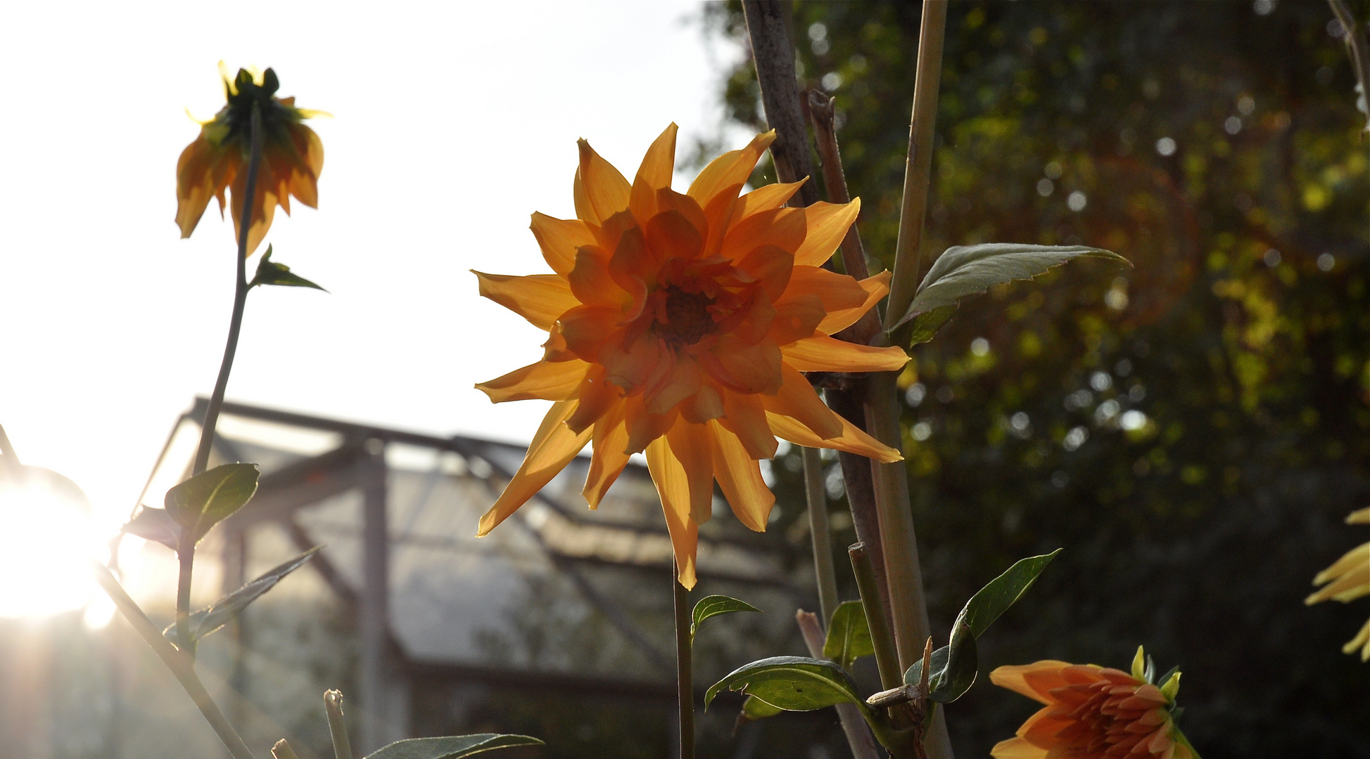 Sonnenuntergang im Garten