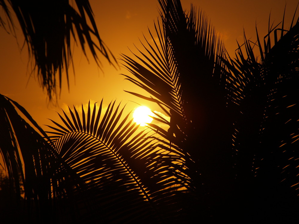 Sonnenuntergang im Garten