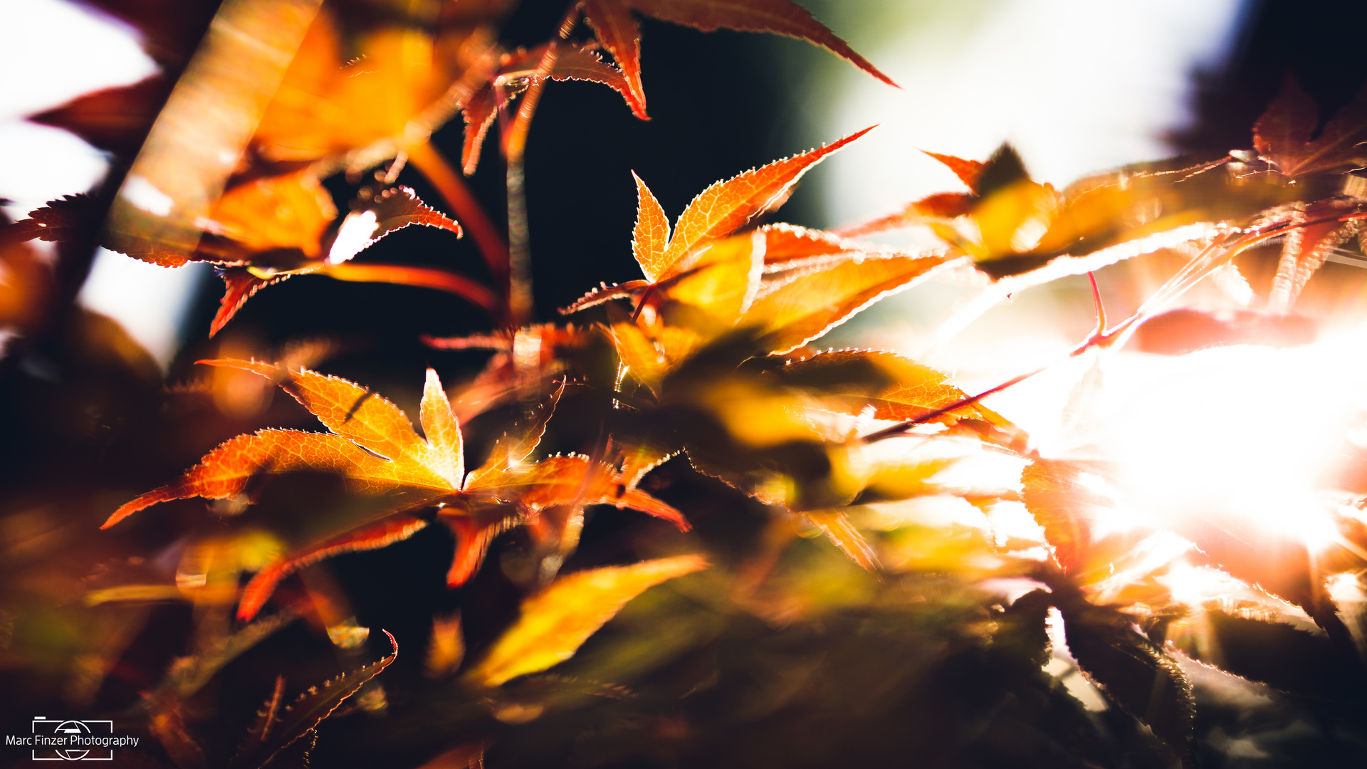 Sonnenuntergang im Garten 