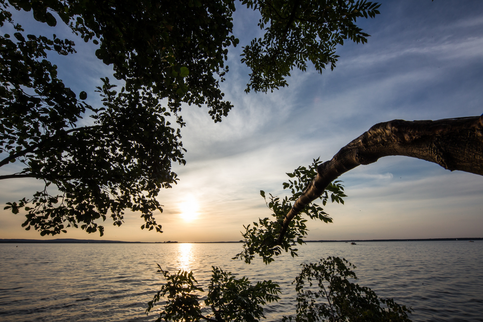 Sonnenuntergang im Geäst der Bäume