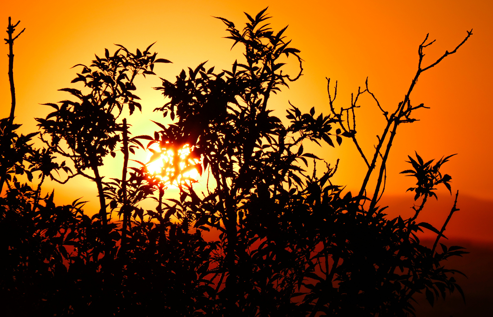 Sonnenuntergang im Gebüsch