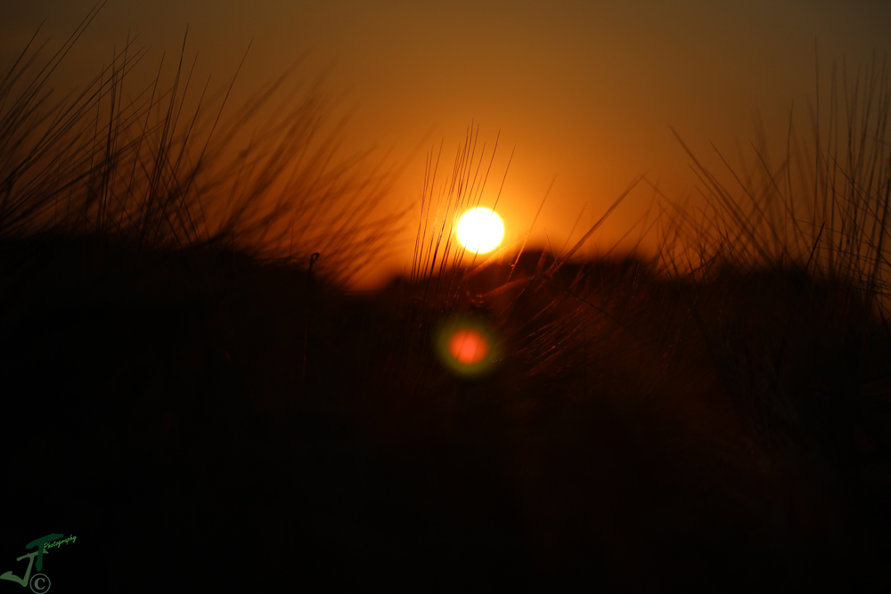 Sonnenuntergang im Gerstenfeld