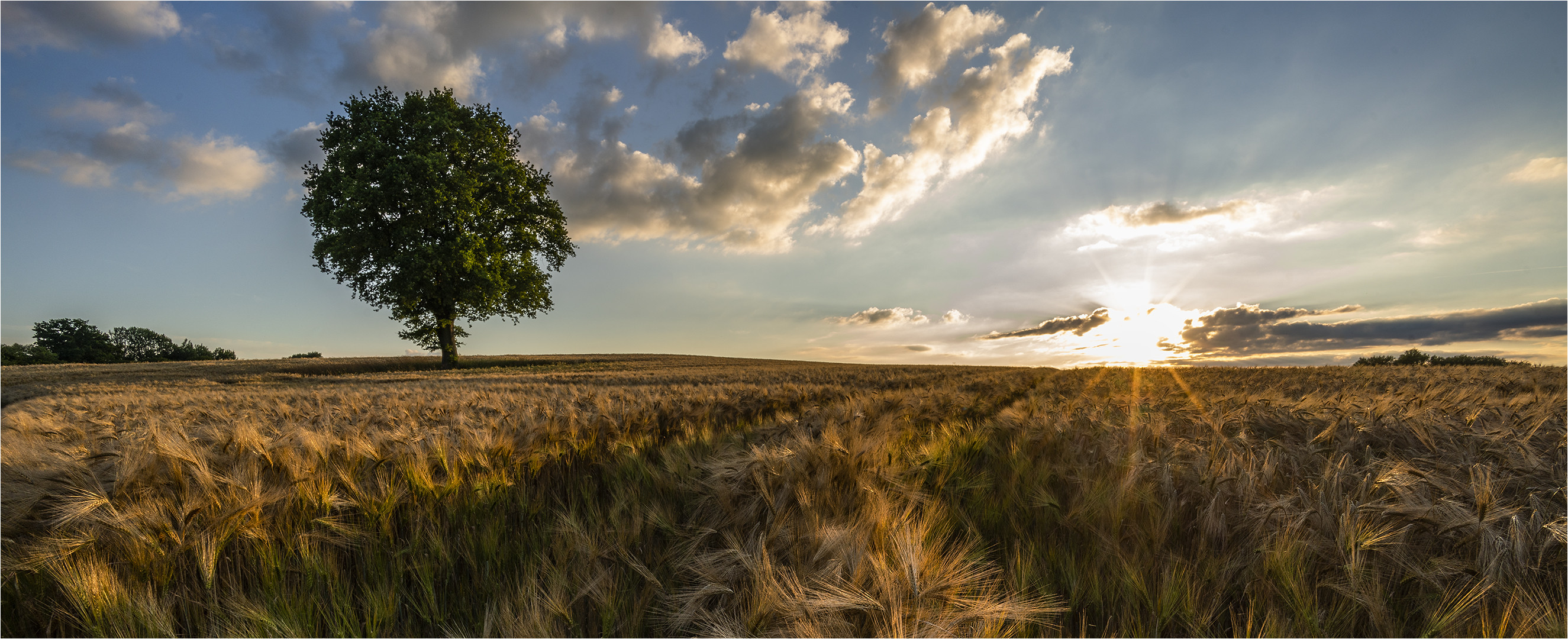 ... Sonnenuntergang im Gerstenland ...