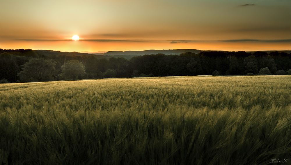 Sonnenuntergang im Getreidefeld