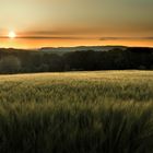 Sonnenuntergang im Getreidefeld