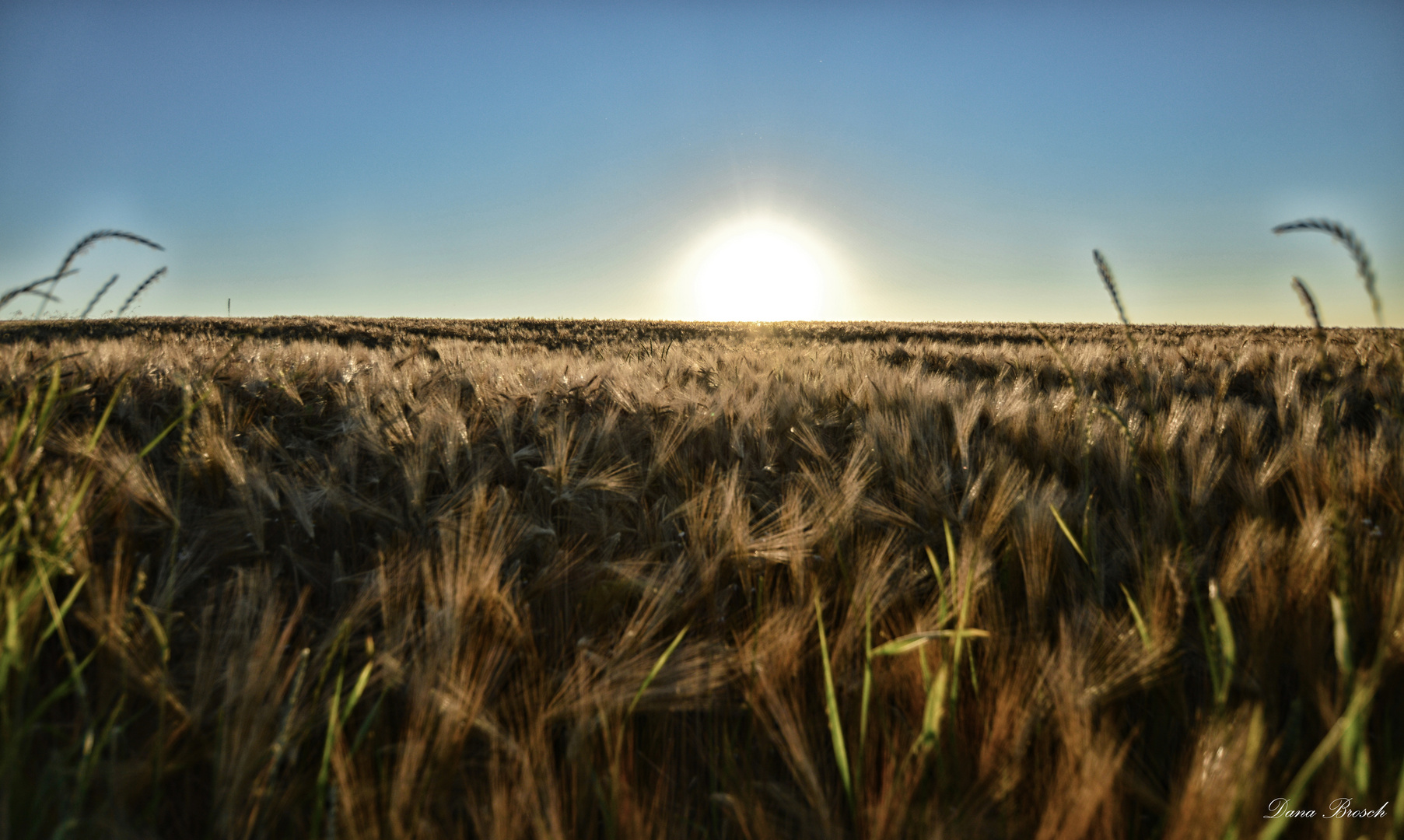 Sonnenuntergang im Getreidefeld