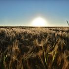 Sonnenuntergang im Getreidefeld