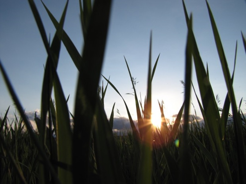 Sonnenuntergang im Gras