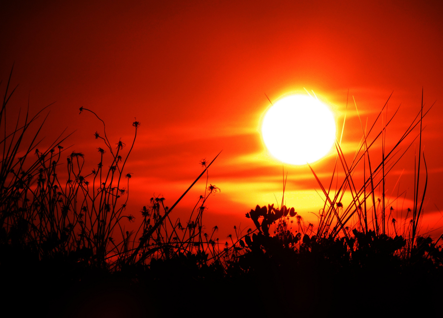 Sonnenuntergang im Gras II