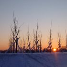 Sonnenuntergang im Hasenfeld