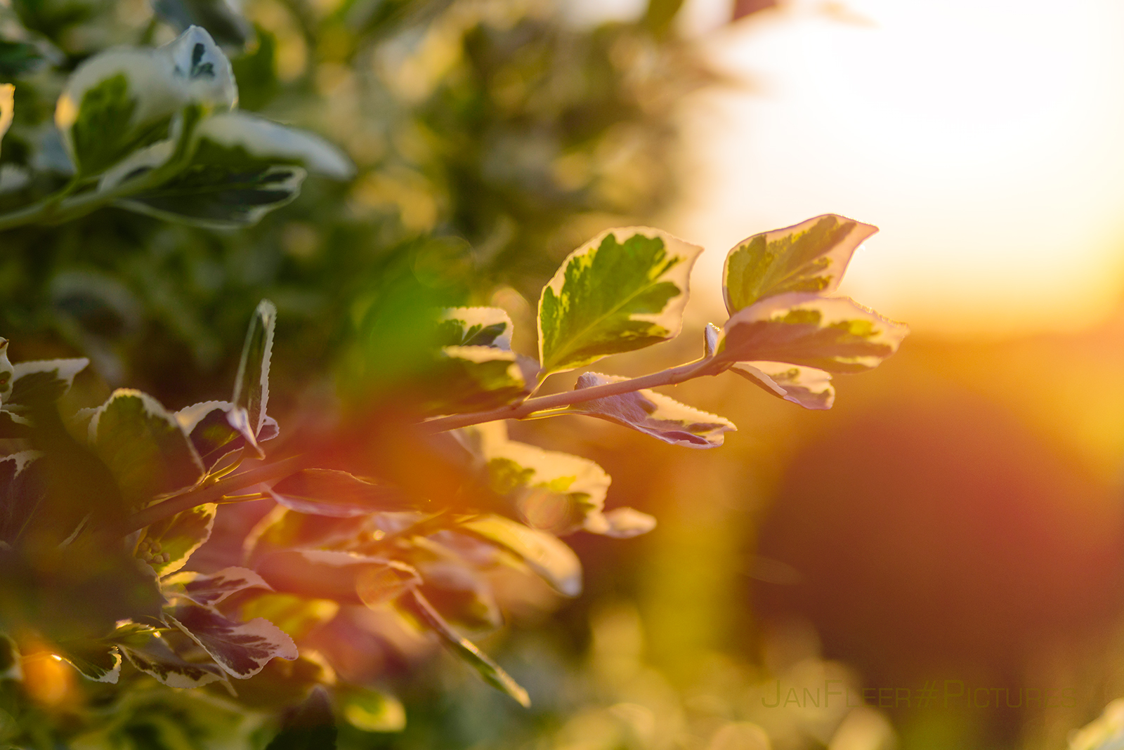 Sonnenuntergang im heimischen Garten