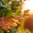 Sonnenuntergang im heimischen Garten