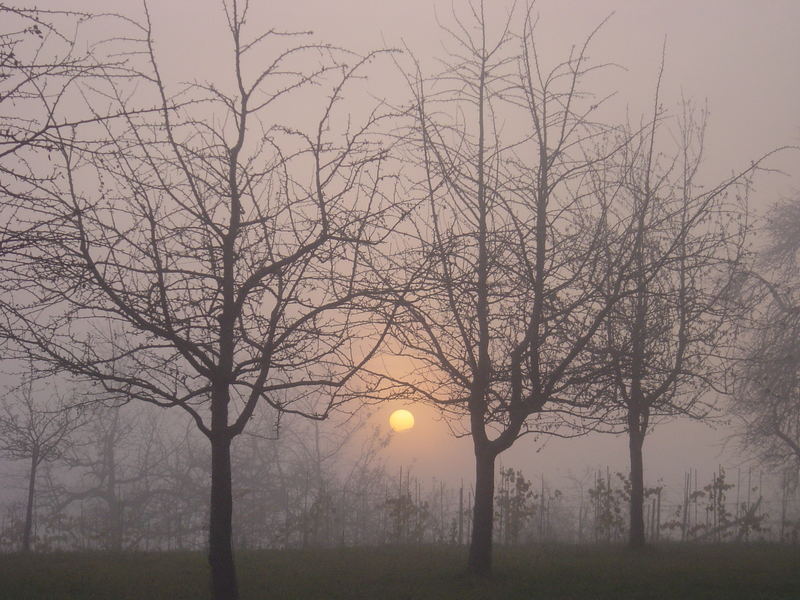 Sonnenuntergang im Herbsnebel