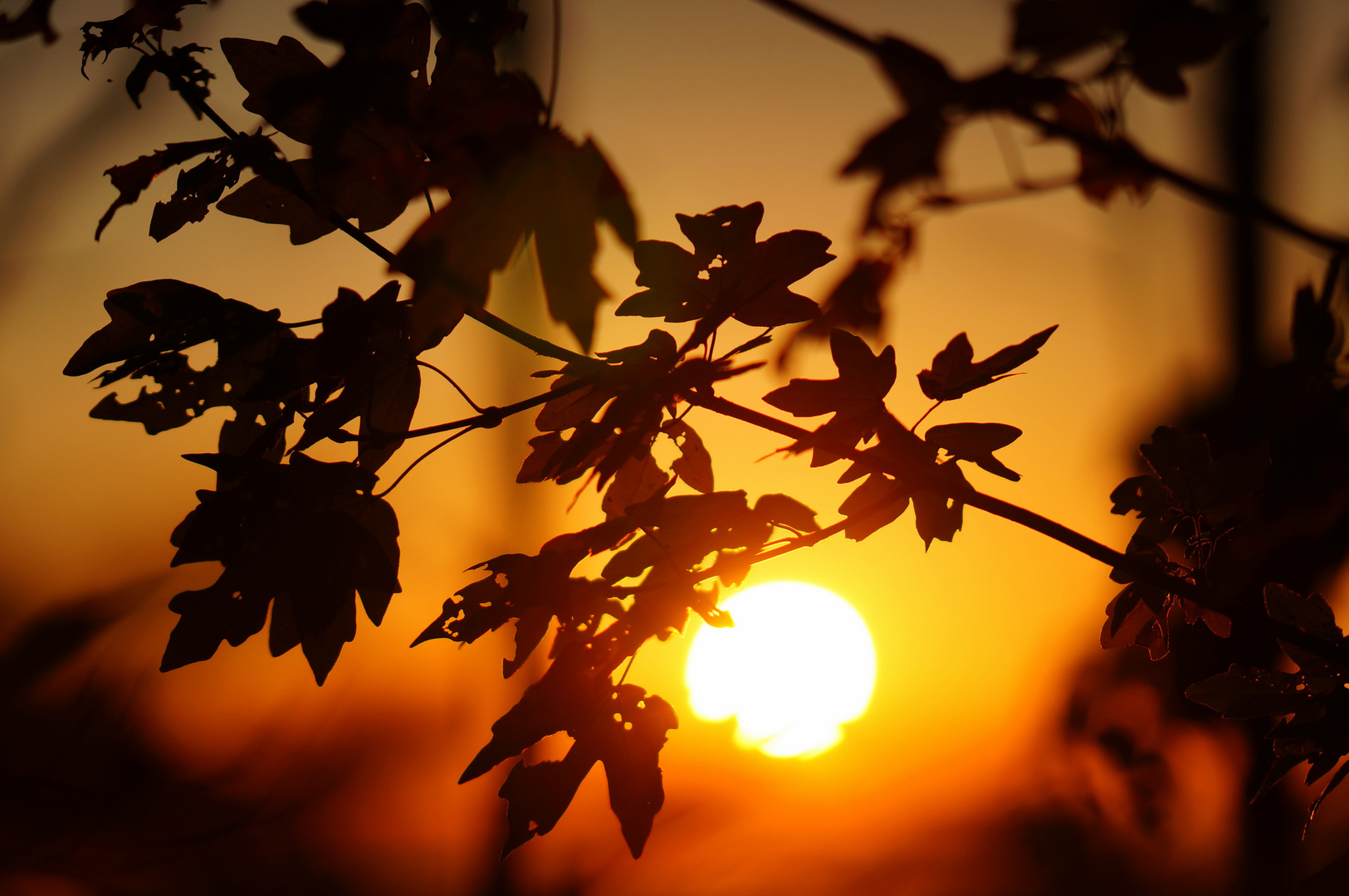 Sonnenuntergang im Herbst 