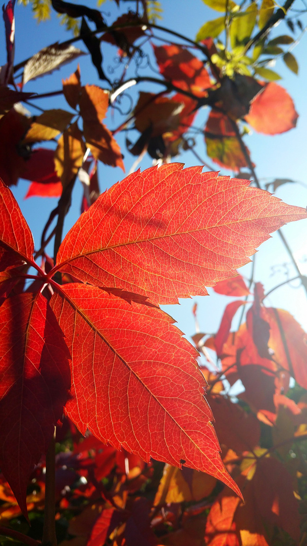 Sonnenuntergang im Herbst