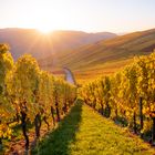 Sonnenuntergang im Herbst in den Weinbergen in Schnait