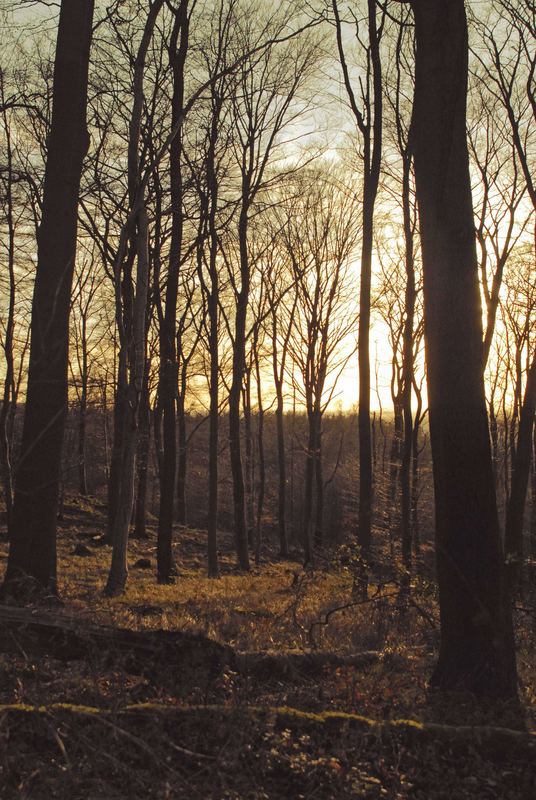 Sonnenuntergang im Herbstwald