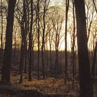 Sonnenuntergang im Herbstwald