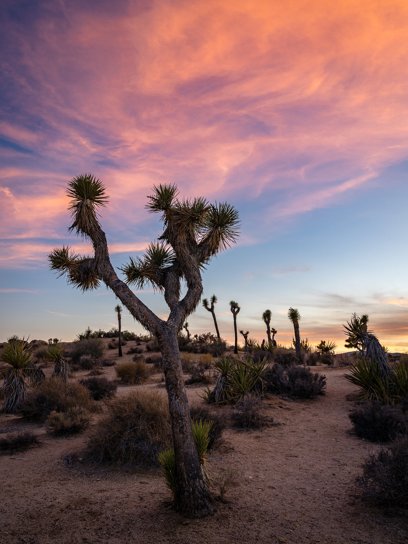 Sonnenuntergang im Joshua Tree National Park