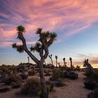 Sonnenuntergang im Joshua Tree National Park