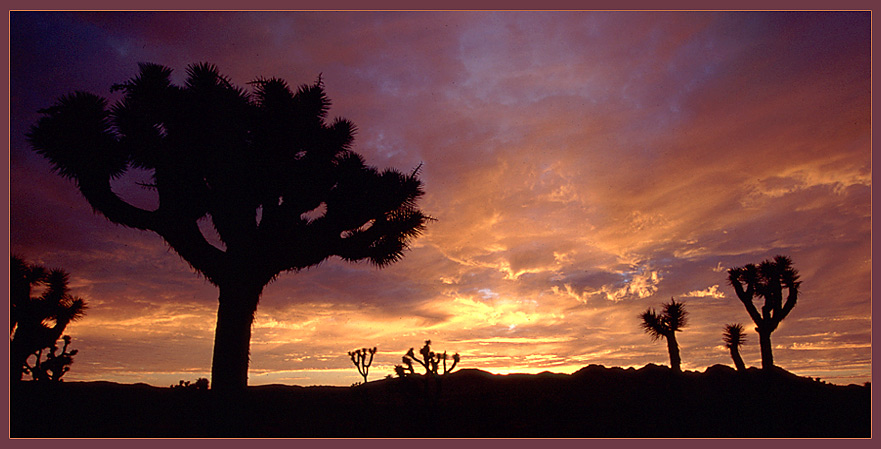 Sonnenuntergang im Joshua Tree NP