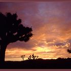 Sonnenuntergang im Joshua Tree NP