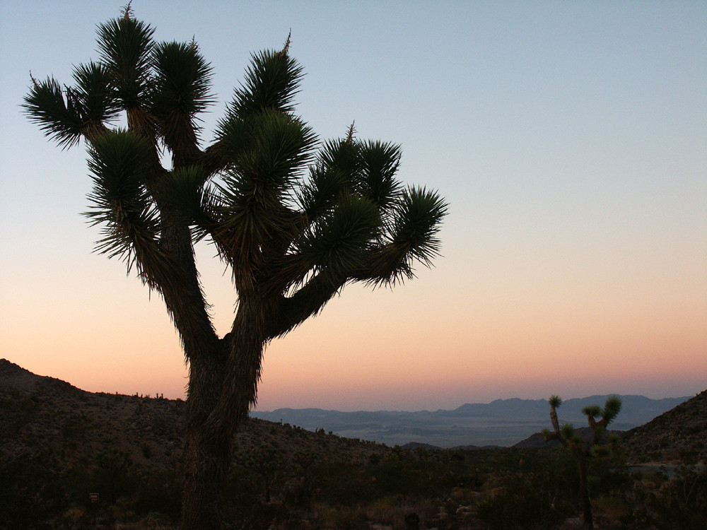 Sonnenuntergang im Joshua Tree N.P., USA