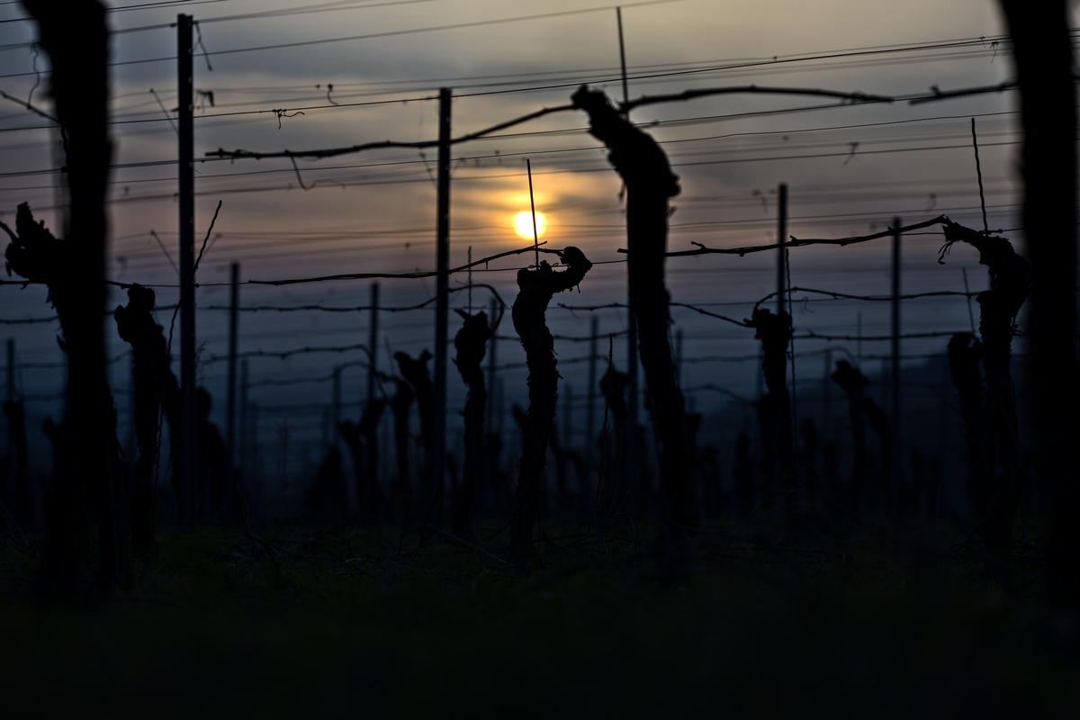 Sonnenuntergang im Kaiserstuhl mit Blick Vogesen