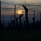 Sonnenuntergang im Kaiserstuhl mit Blick Vogesen