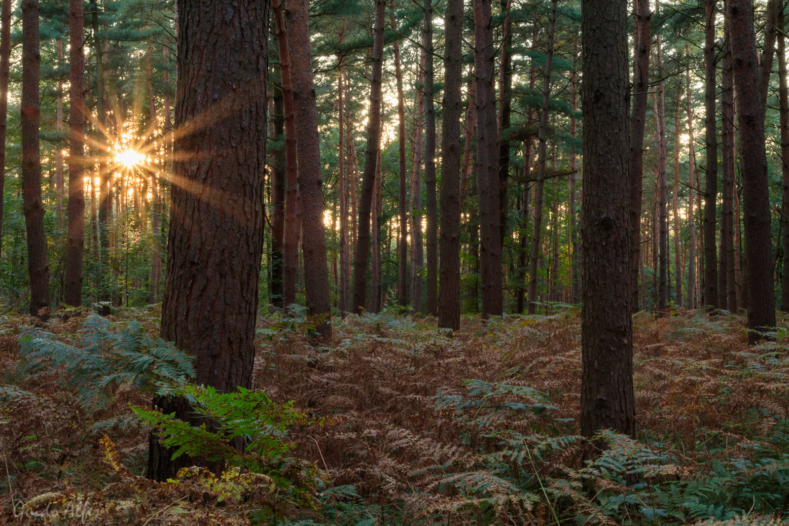 Sonnenuntergang im Kiefernwald