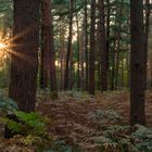 Sonnenuntergang im Kiefernwald