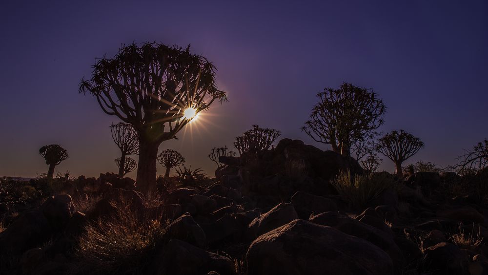 Sonnenuntergang im Köcherbaumwald