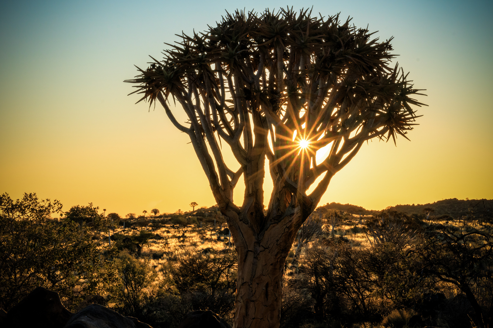 Sonnenuntergang im Köcherbaumwald