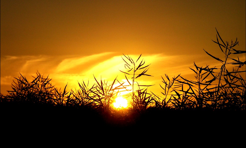 Sonnenuntergang im Kornfeld