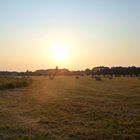 Sonnenuntergang im Kornfeld