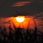 Sonnenuntergang im Kornfeld